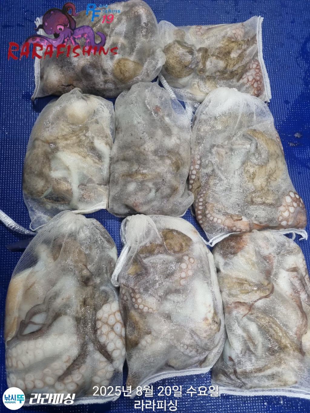 낚시뚜,돌문어,속천항(진해),라라피싱,낚시뚜0