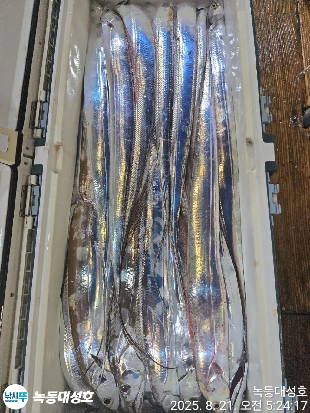 낚시뚜,갈치,녹동항,녹동대성호,낚시뚜42