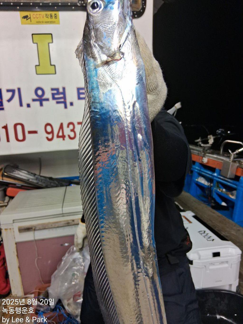 낚시뚜,갈치,녹동항,녹동대성호,낚시뚜6