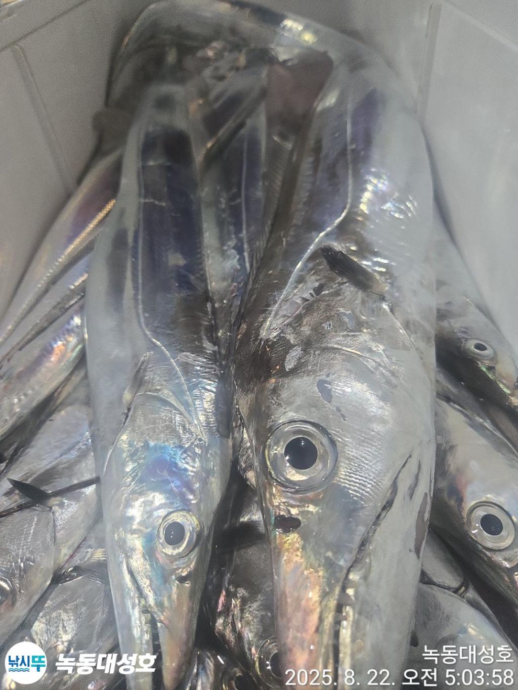낚시뚜,갈치,녹동항,녹동대성호,낚시뚜57