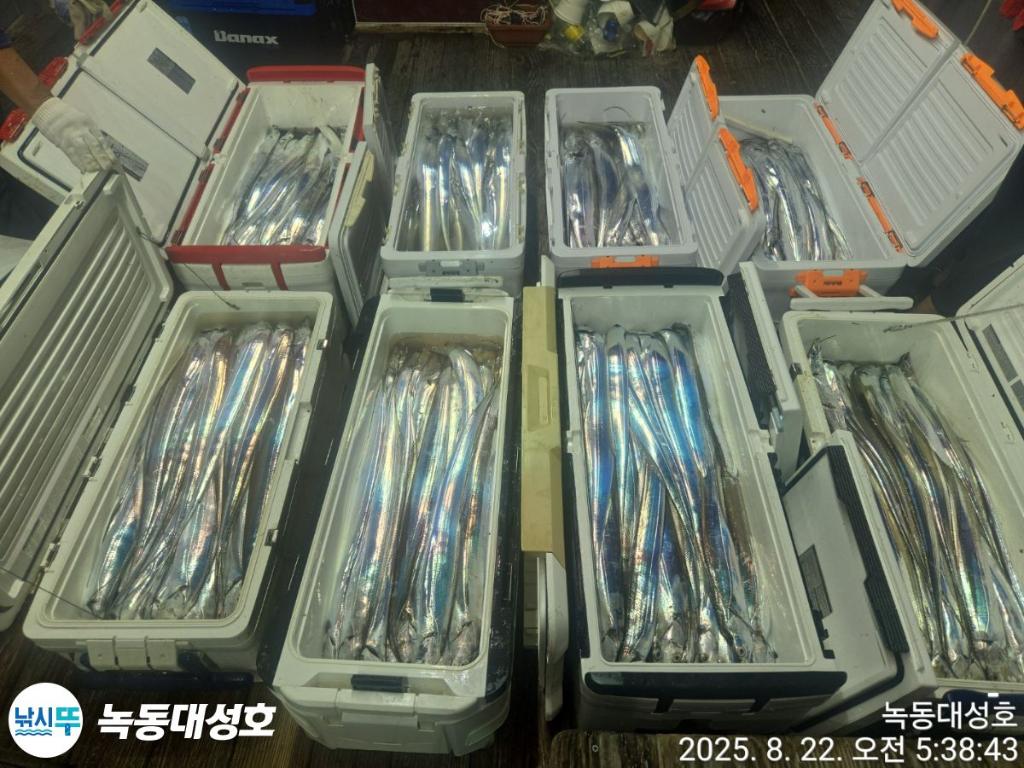 낚시뚜,갈치,녹동항,녹동대성호,낚시뚜1