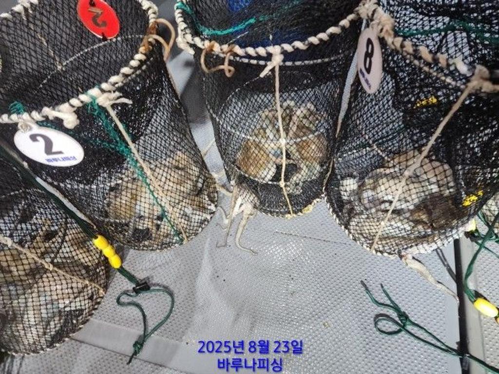 낚시뚜,돌문어,속천항(진해),바루나피싱,낚시뚜8