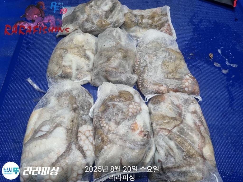 낚시뚜,돌문어,속천항(진해),라라피싱,낚시뚜23