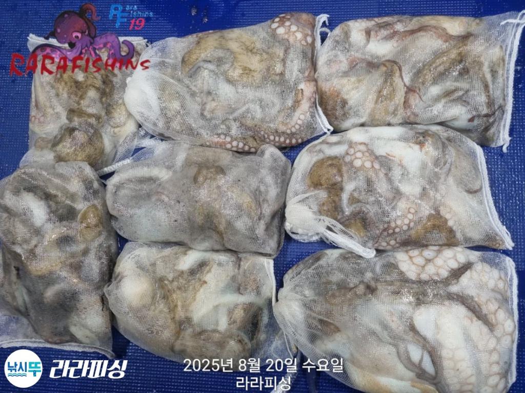 낚시뚜,돌문어,속천항(진해),라라피싱,낚시뚜20