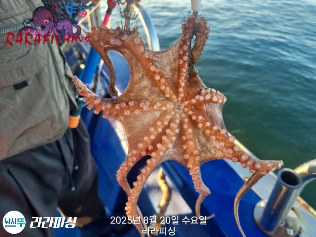 낚시뚜,돌문어,속천항(진해),라라피싱,낚시뚜18