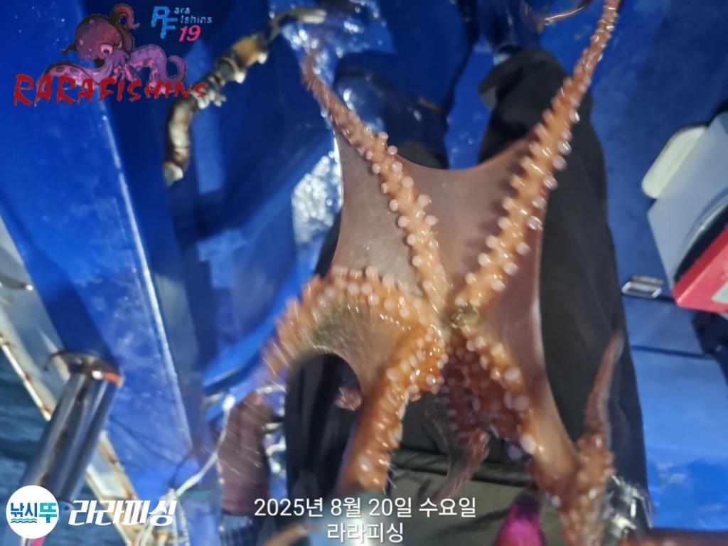 낚시뚜,돌문어,속천항(진해),라라피싱,낚시뚜15