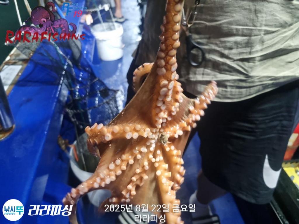 낚시뚜,돌문어,속천항(진해),라라피싱,낚시뚜8