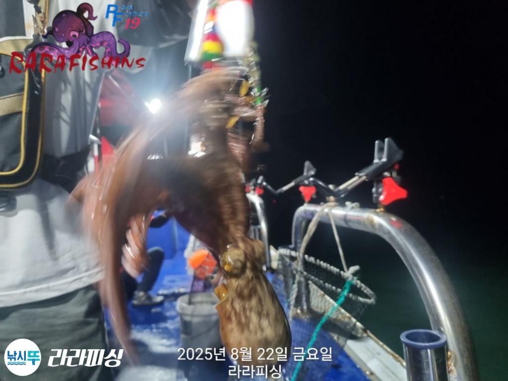낚시뚜,돌문어,속천항(진해),라라피싱,낚시뚜4
