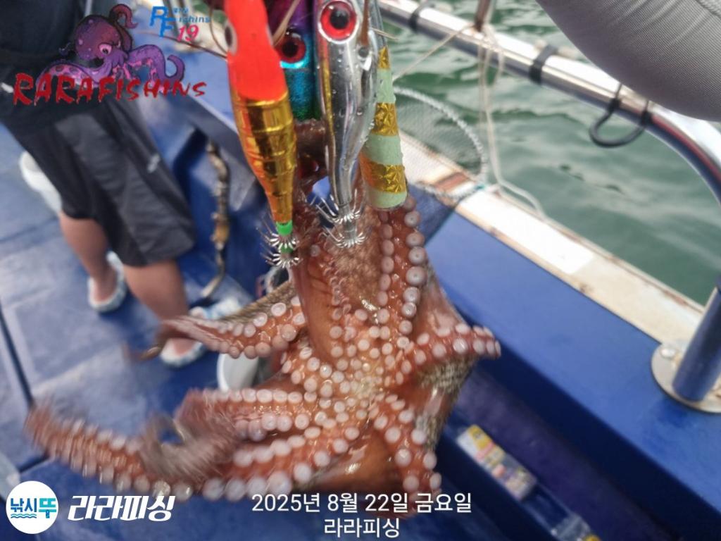 낚시뚜,돌문어,속천항(진해),라라피싱,낚시뚜1