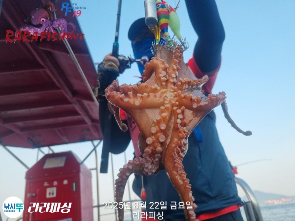 낚시뚜,돌문어,속천항(진해),라라피싱,낚시뚜0
