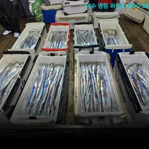 조황, 14석으로 대장쿨러 조황으로 입항 