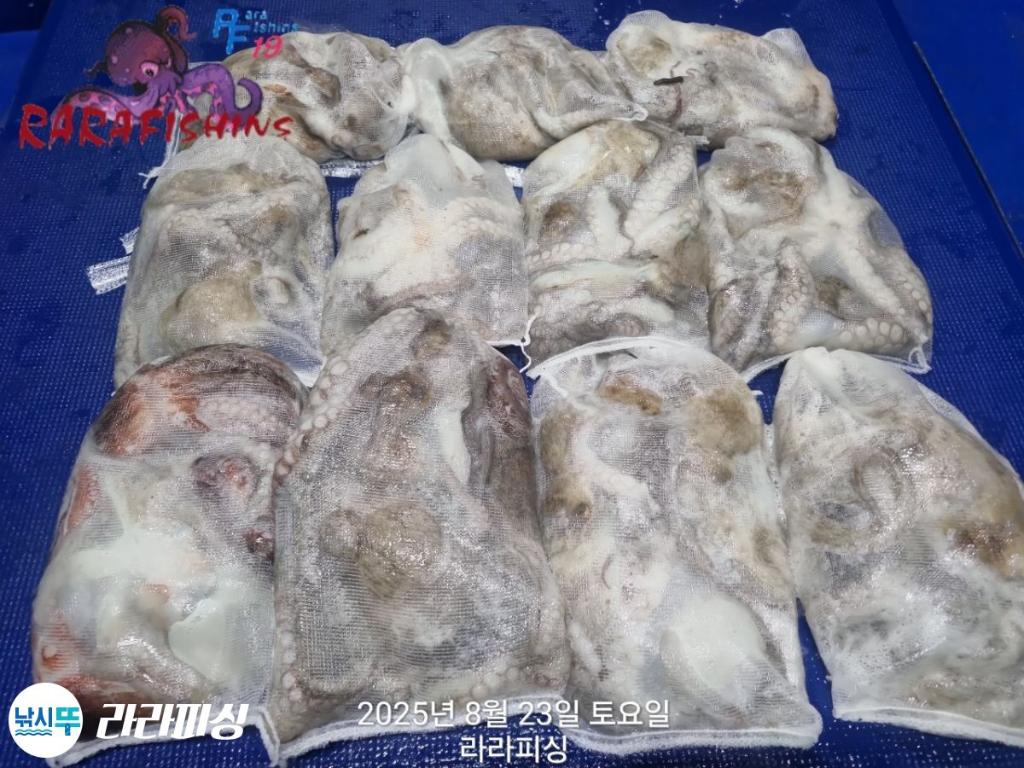 낚시뚜,돌문어,속천항(진해),라라피싱,낚시뚜14