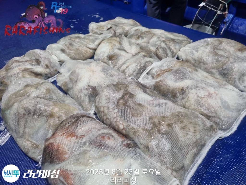 낚시뚜,돌문어,속천항(진해),라라피싱,낚시뚜12