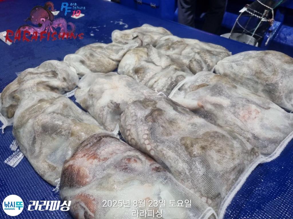 낚시뚜,돌문어,속천항(진해),라라피싱,낚시뚜11