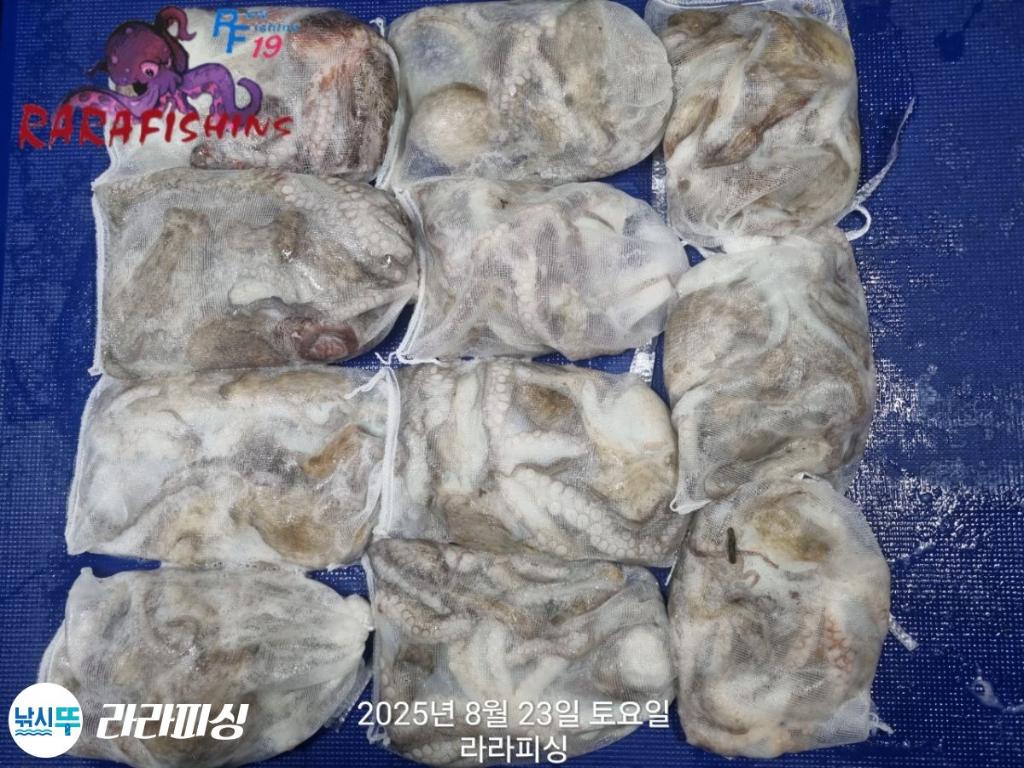 낚시뚜,돌문어,속천항(진해),라라피싱,낚시뚜10