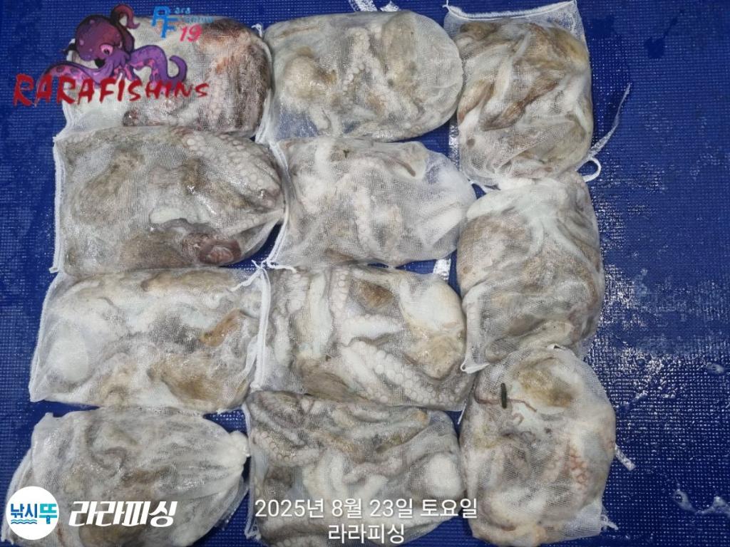 낚시뚜,돌문어,속천항(진해),라라피싱,낚시뚜9