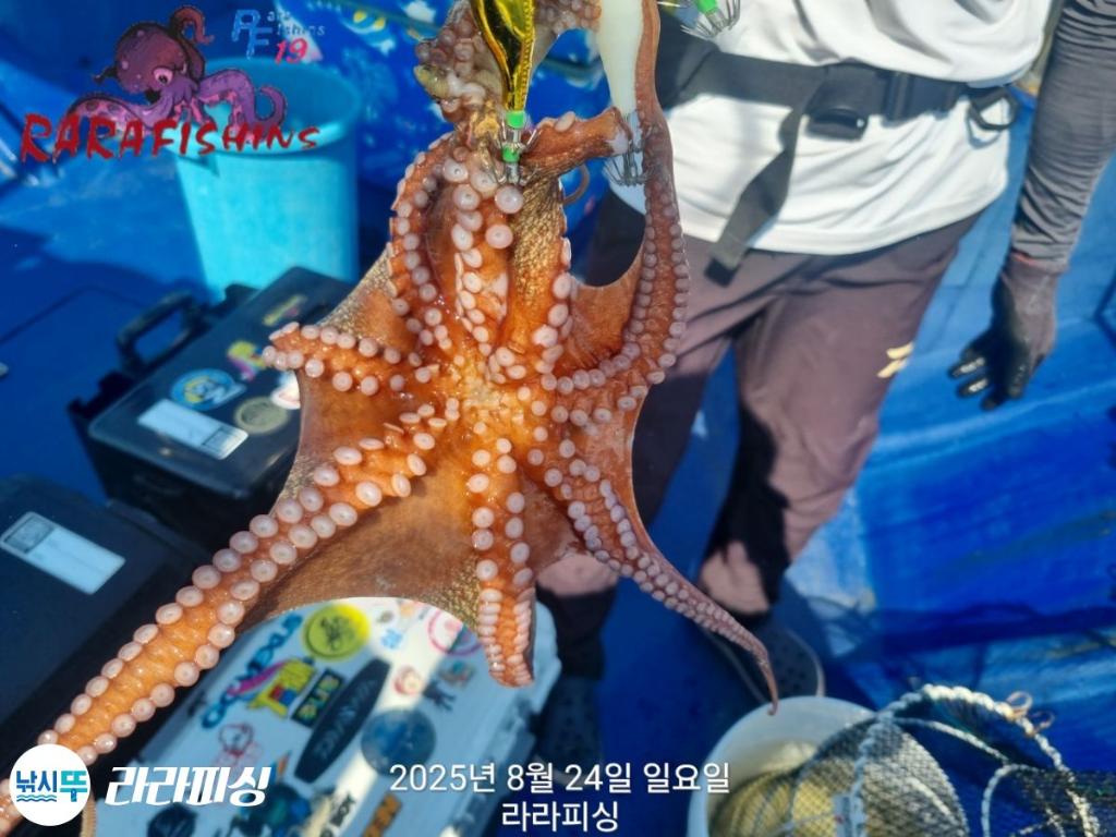 낚시뚜,돌문어,속천항(진해),라라피싱,낚시뚜8