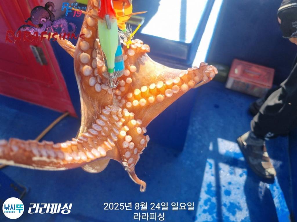 낚시뚜,돌문어,속천항(진해),라라피싱,낚시뚜6