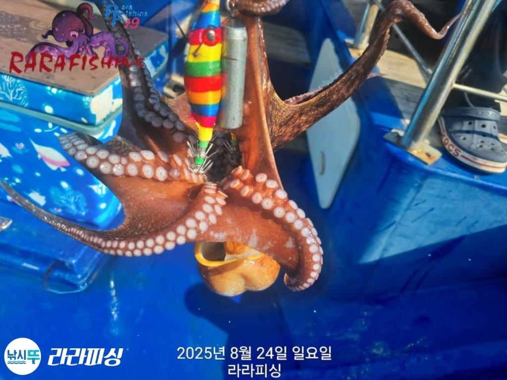 낚시뚜,돌문어,속천항(진해),라라피싱,낚시뚜5