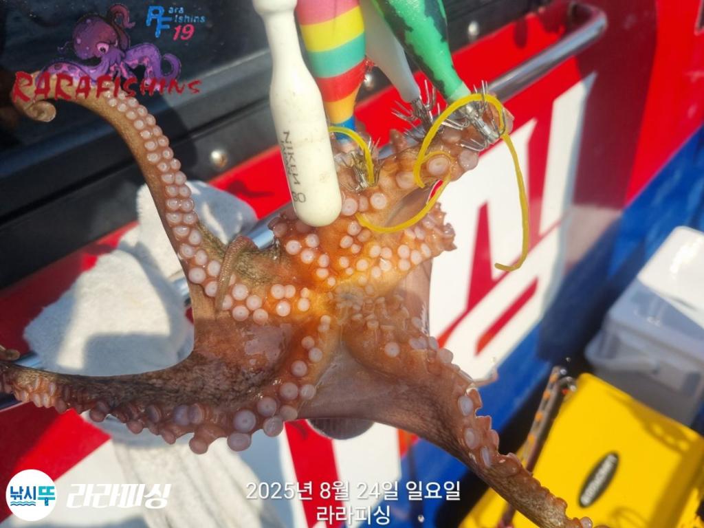 낚시뚜,돌문어,속천항(진해),라라피싱,낚시뚜4