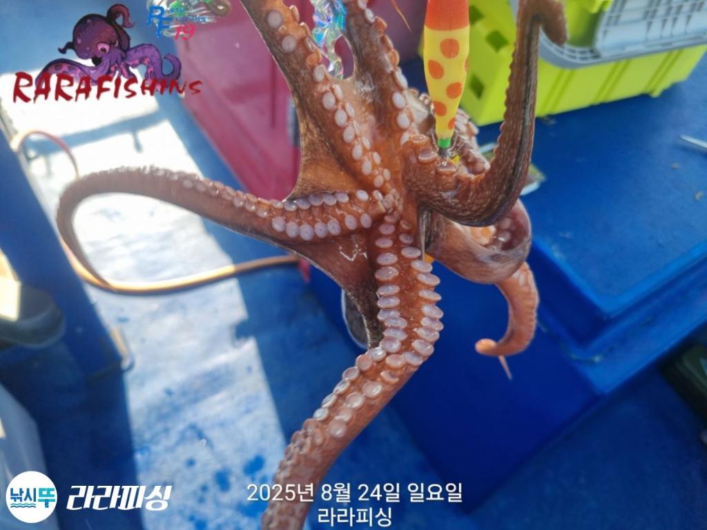 낚시뚜,돌문어,속천항(진해),라라피싱,낚시뚜3