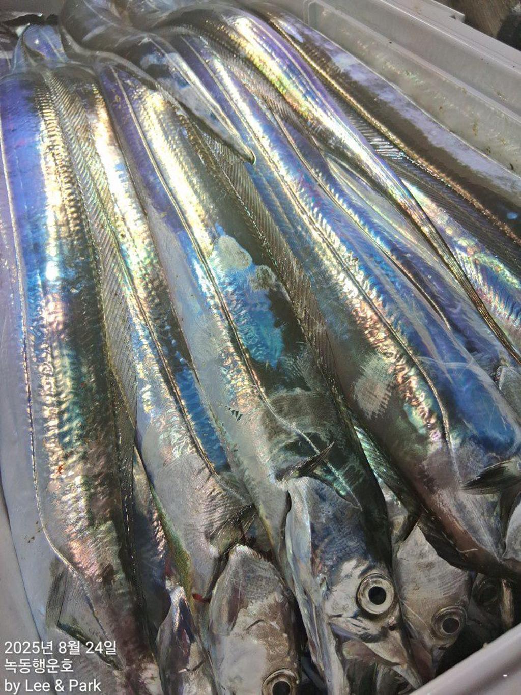 낚시뚜,갈치,녹동항,녹동대성호,낚시뚜29