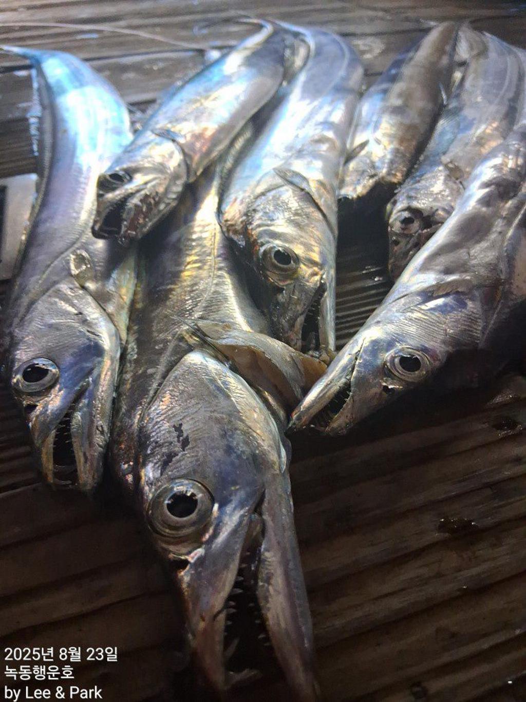 낚시뚜,갈치,녹동항,녹동대성호,낚시뚜26