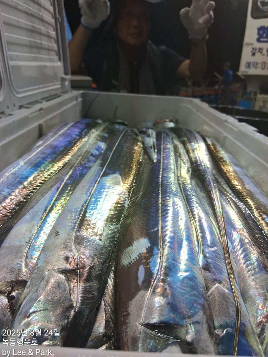 낚시뚜,갈치,녹동항,녹동대성호,낚시뚜8