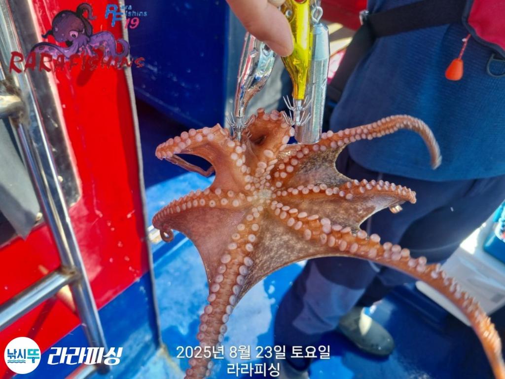 낚시뚜,돌문어,속천항(진해),라라피싱,낚시뚜13