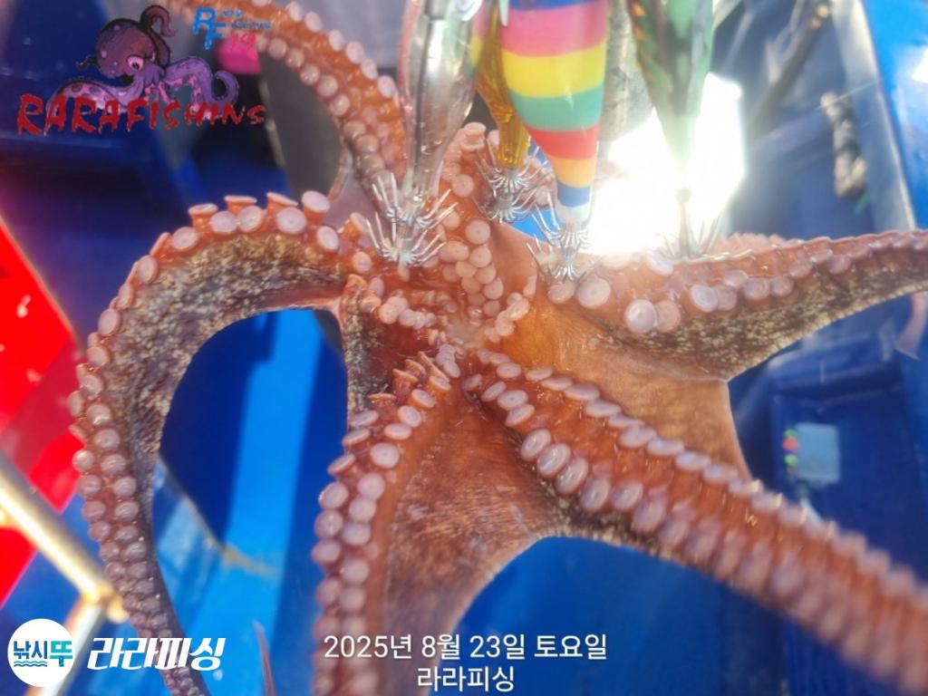 낚시뚜,돌문어,속천항(진해),라라피싱,낚시뚜12