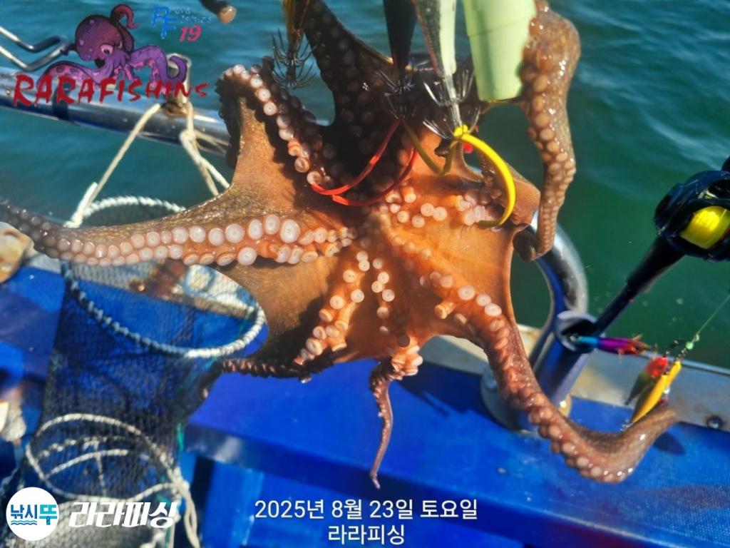 낚시뚜,돌문어,속천항(진해),라라피싱,낚시뚜10