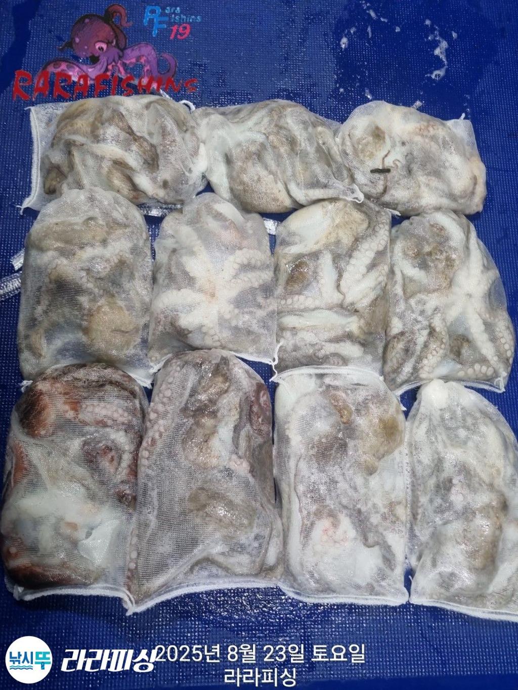 낚시뚜,돌문어,속천항(진해),라라피싱,낚시뚜1