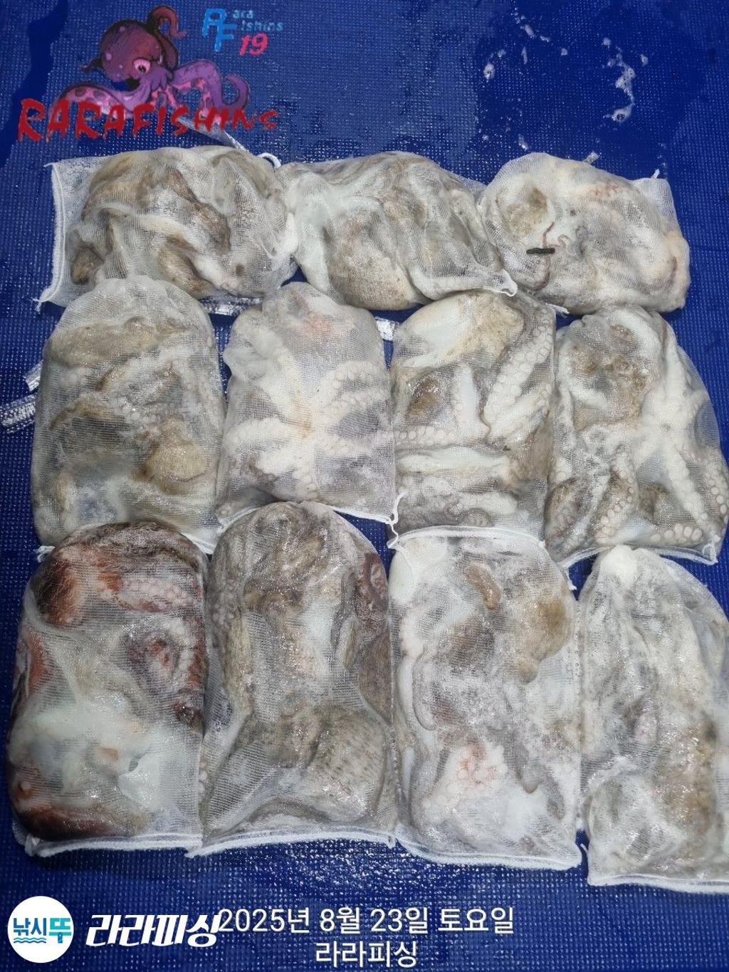 낚시뚜,돌문어,속천항(진해),라라피싱,낚시뚜0