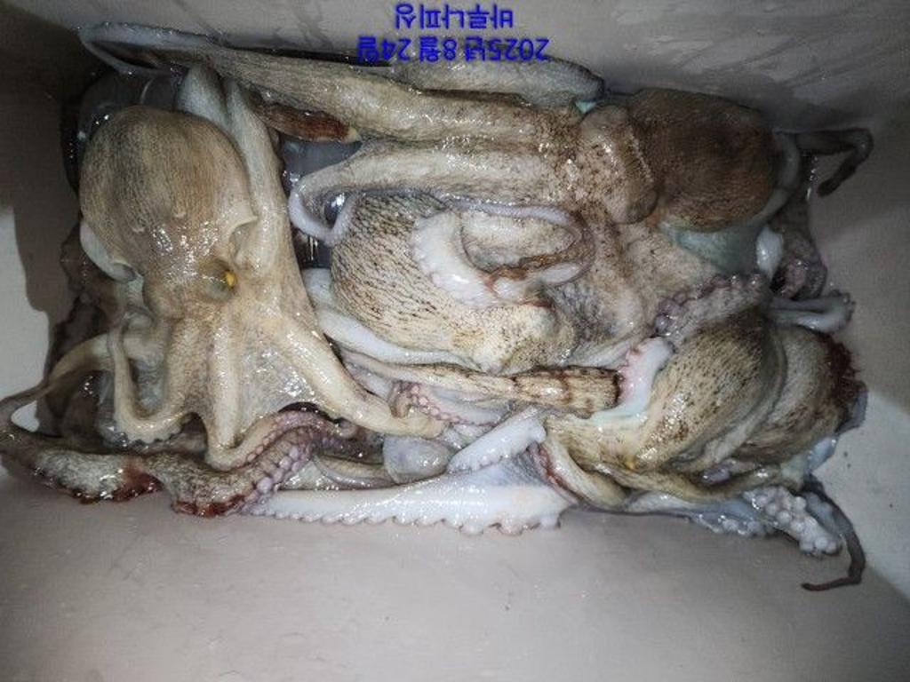 낚시뚜,돌문어,속천항(진해),바루나피싱,낚시뚜4