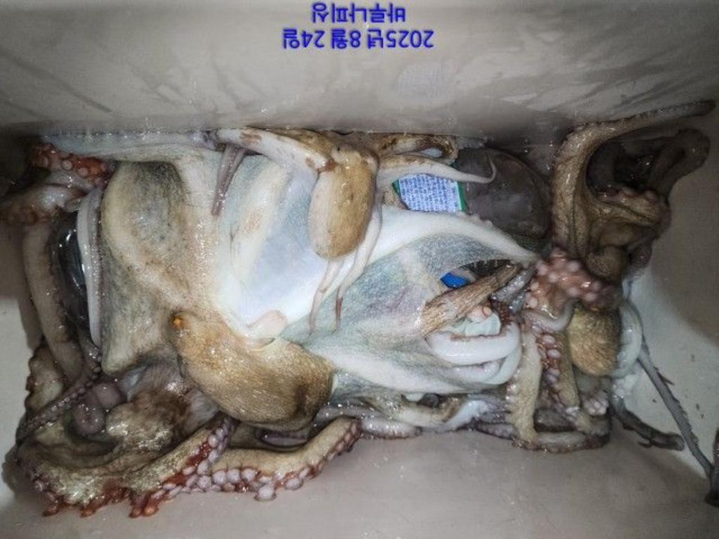 낚시뚜,돌문어,속천항(진해),바루나피싱,낚시뚜3