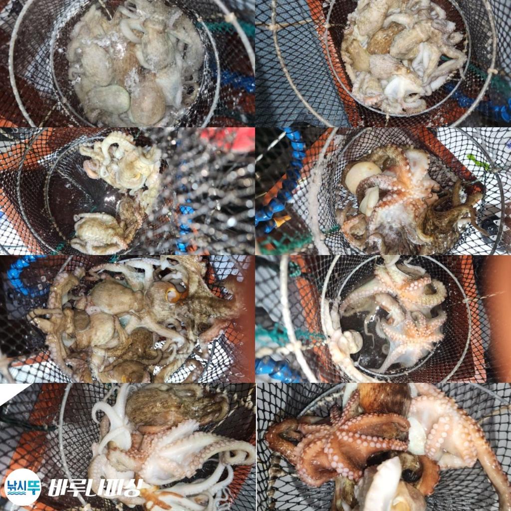 낚시뚜,돌문어,속천항(진해),바루나피싱,낚시뚜2