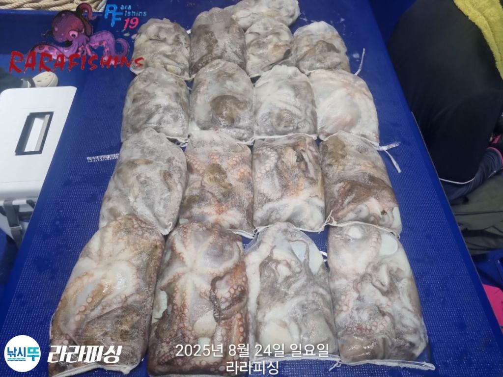 낚시뚜,돌문어,속천항(진해),라라피싱,낚시뚜32