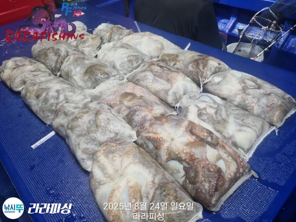 낚시뚜,돌문어,속천항(진해),라라피싱,낚시뚜29