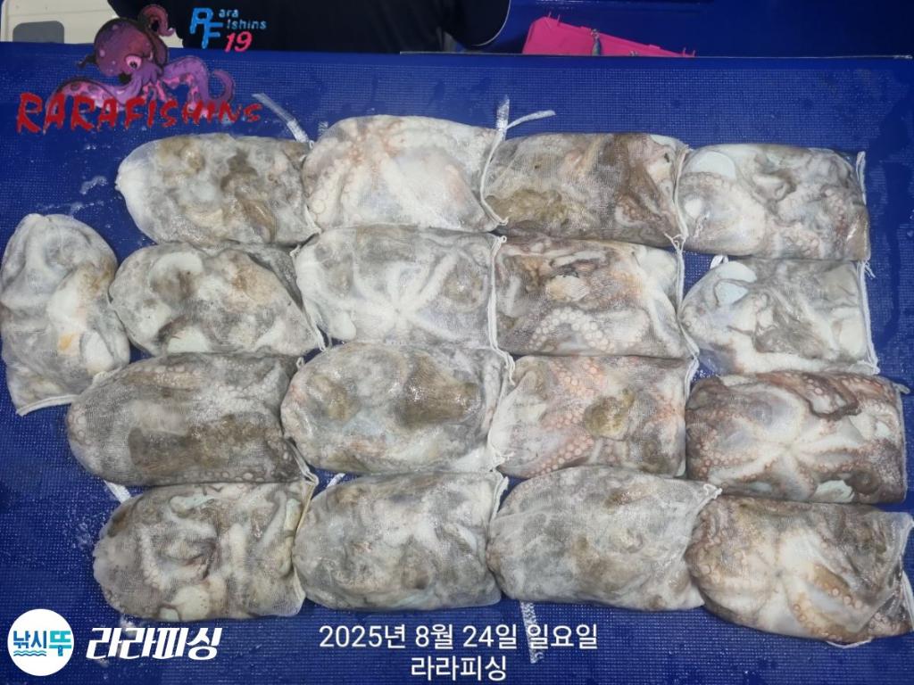 낚시뚜,돌문어,속천항(진해),라라피싱,낚시뚜28