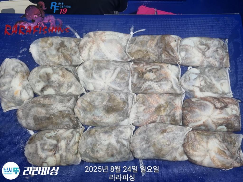 낚시뚜,돌문어,속천항(진해),라라피싱,낚시뚜27
