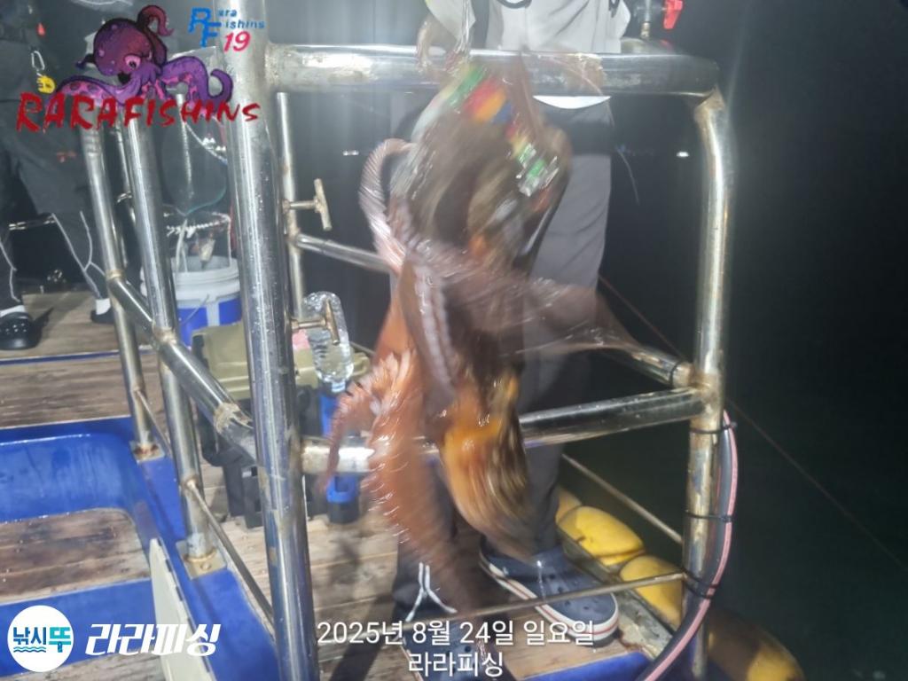 낚시뚜,돌문어,속천항(진해),라라피싱,낚시뚜26