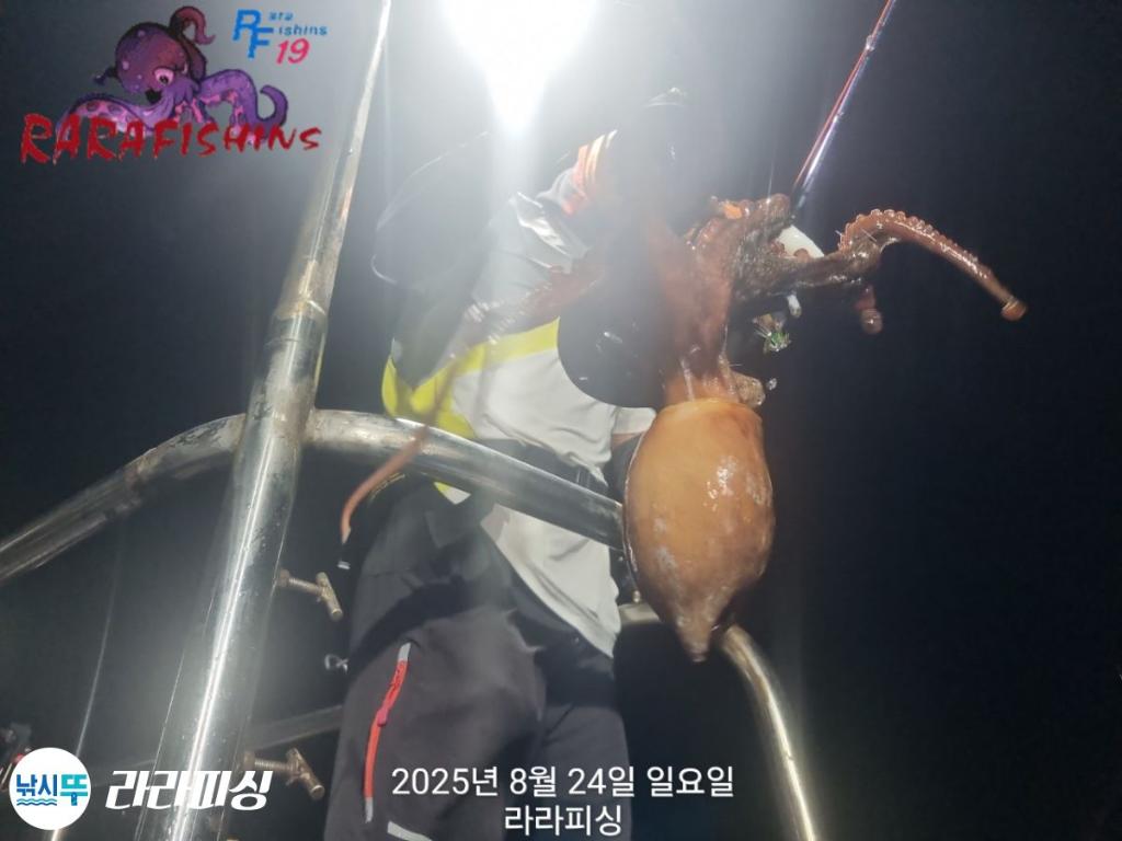 낚시뚜,돌문어,속천항(진해),라라피싱,낚시뚜25