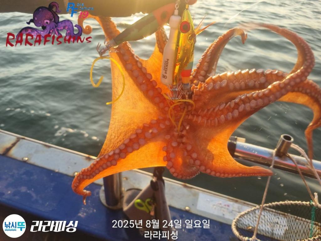 낚시뚜,돌문어,속천항(진해),라라피싱,낚시뚜24