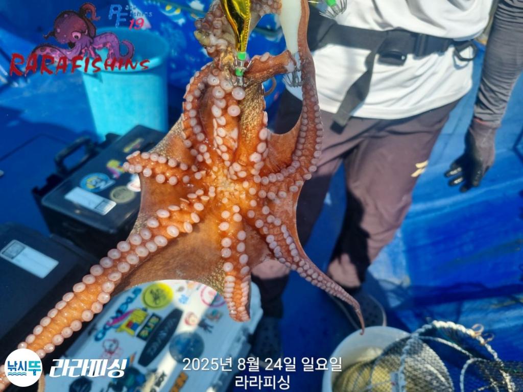 낚시뚜,돌문어,속천항(진해),라라피싱,낚시뚜18
