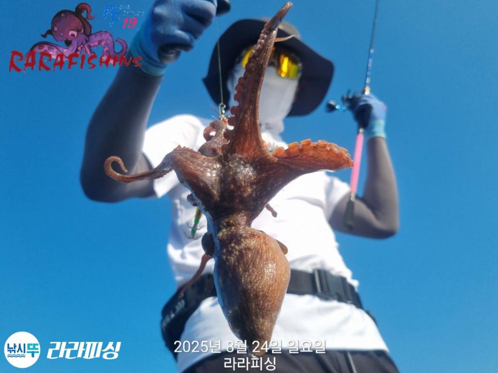 낚시뚜,돌문어,속천항(진해),라라피싱,낚시뚜8