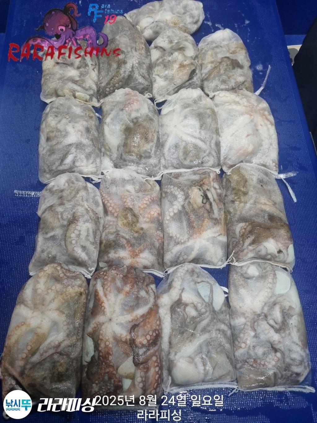 낚시뚜,돌문어,속천항(진해),라라피싱,낚시뚜1