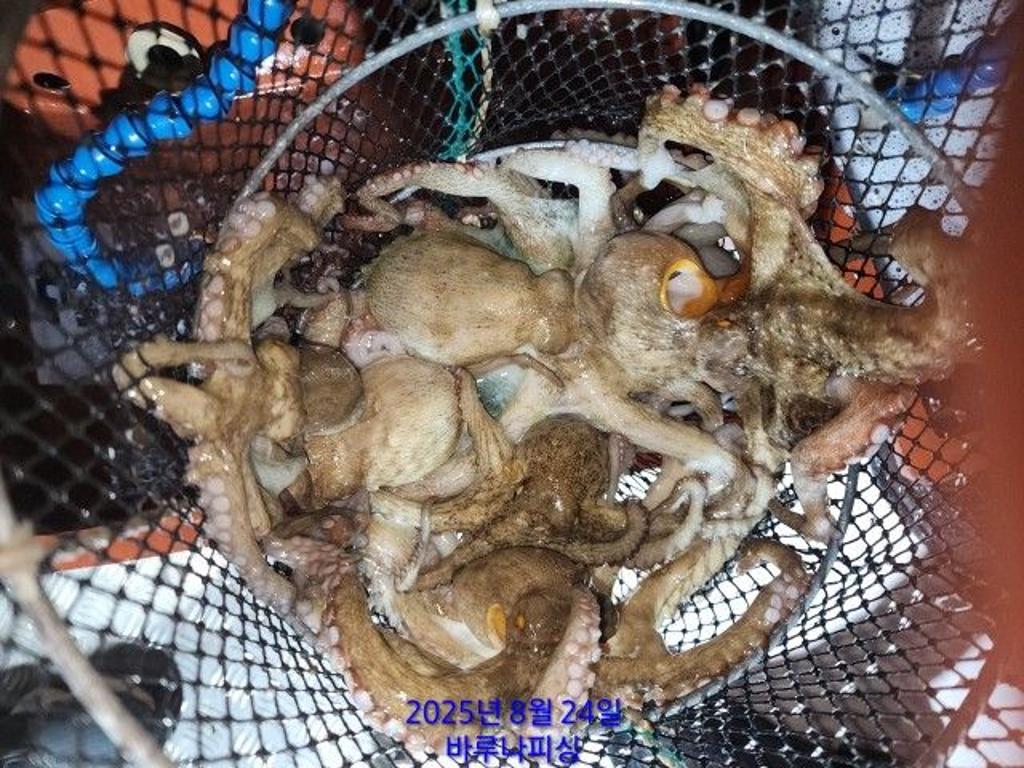 낚시뚜,돌문어,속천항(진해),바루나피싱,낚시뚜4