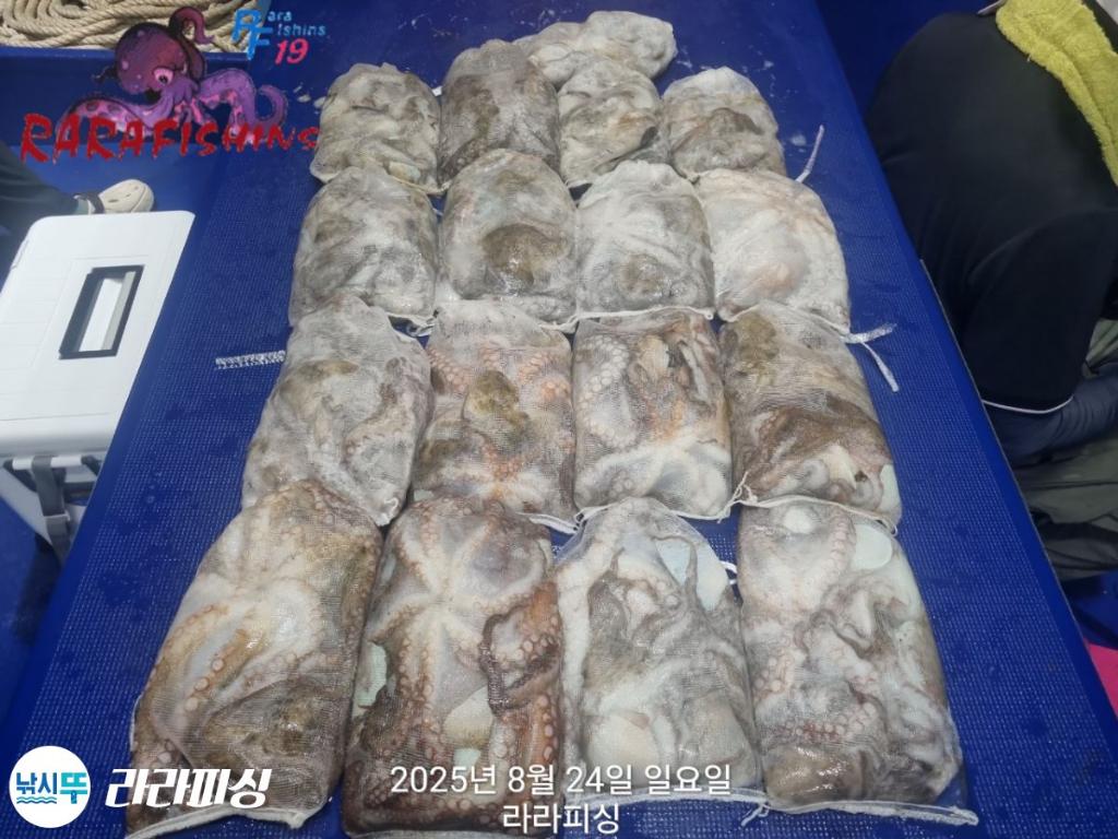 낚시뚜,돌문어,속천항(진해),라라피싱,낚시뚜32