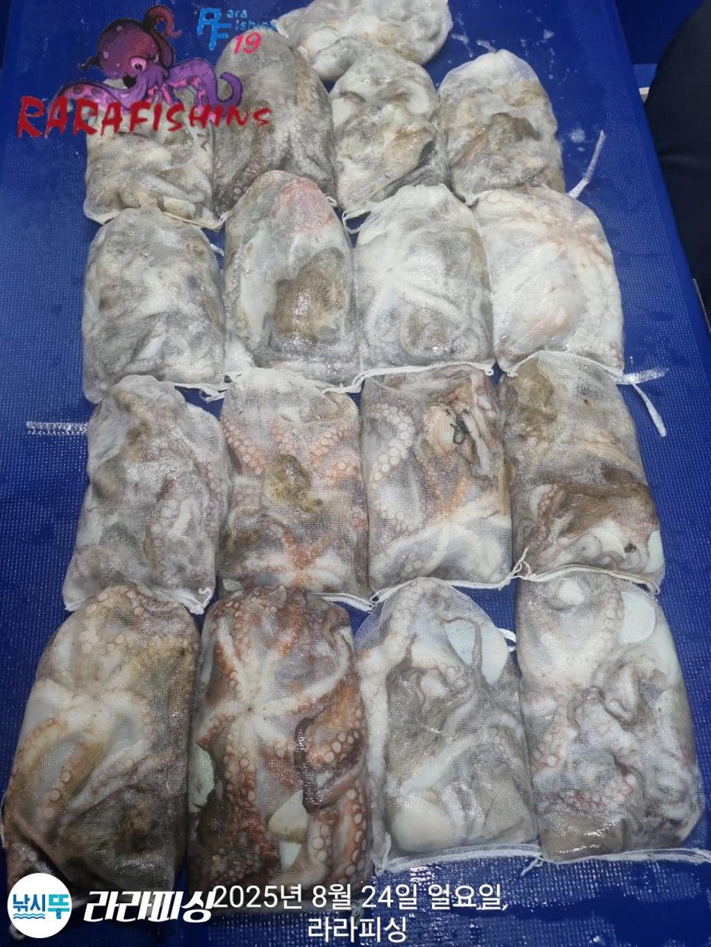 낚시뚜,돌문어,속천항(진해),라라피싱,낚시뚜27