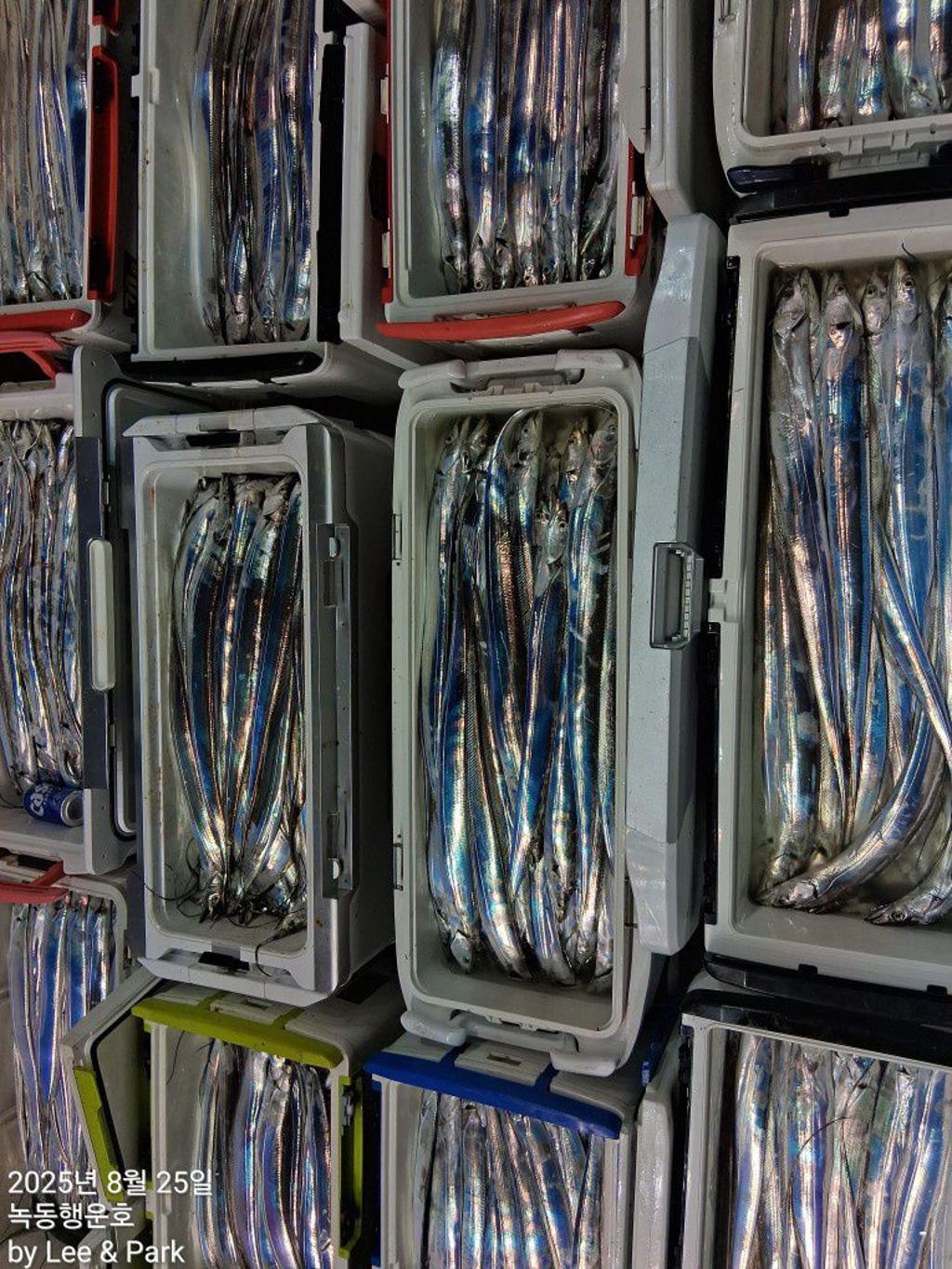 낚시뚜,갈치,녹동항,녹동대성호,낚시뚜28